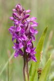 Dactylorhiza incarnata. Соцветие. Ленинградская обл., Гатчинский р-н, окр. пос. Пудость, сыроватый луг в старом травертиновом карьере. 14.06.2015.