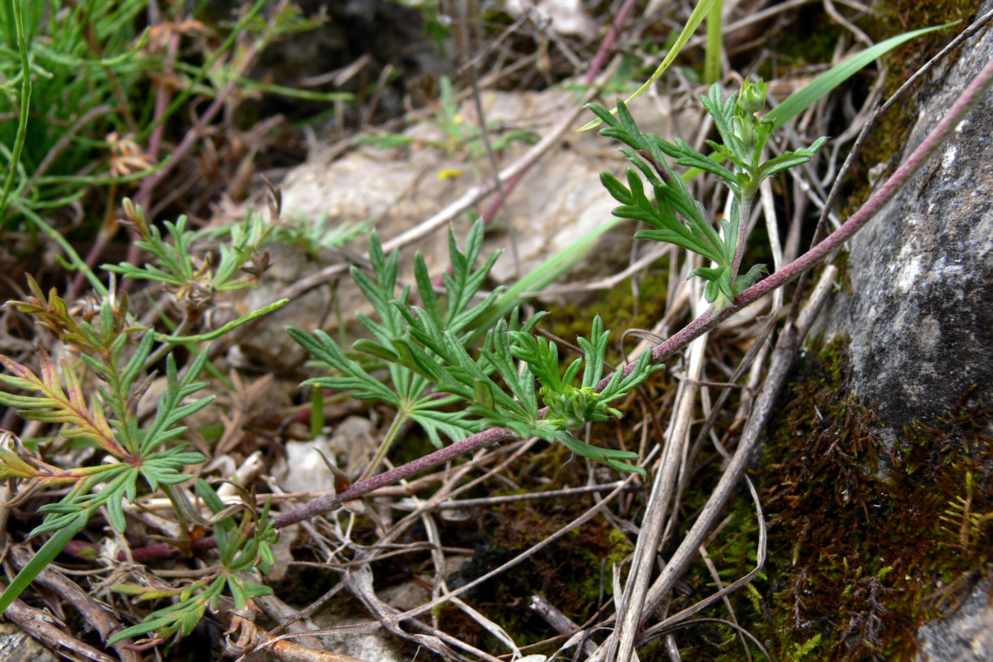 Изображение особи Potentilla argentea.