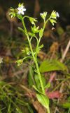 Myosotis jenissejensis. Верхушка цветущего растения. Томск, сырой луг. 01.10.2009.