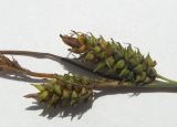 Carex diluta