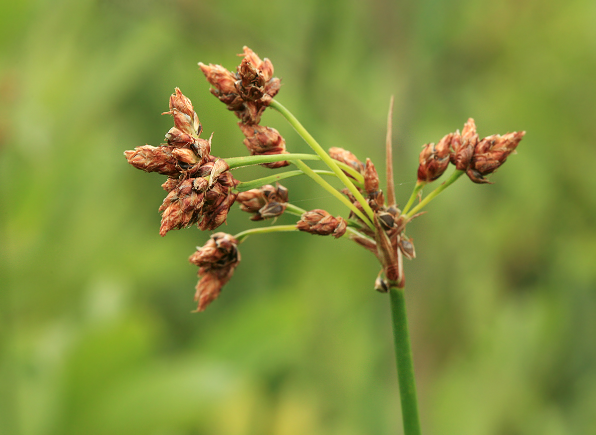 Изображение особи Schoenoplectus lacustris.