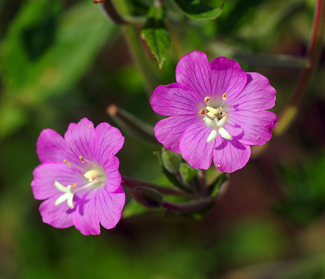 Изображение особи Epilobium hirsutum.