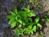 Scrophularia nodosa