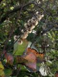 Ligularia fischeri. Соплодие. Приморье, окр. г. Находка, скала Бахирева, широколиственный лес с кустарниковым подлеском. 18.09.2016.