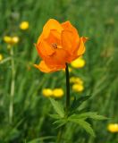 Trollius altaicus