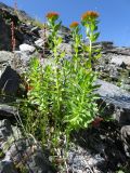 Rhodiola rosea