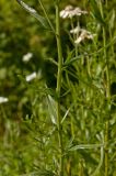 Achillea ptarmica