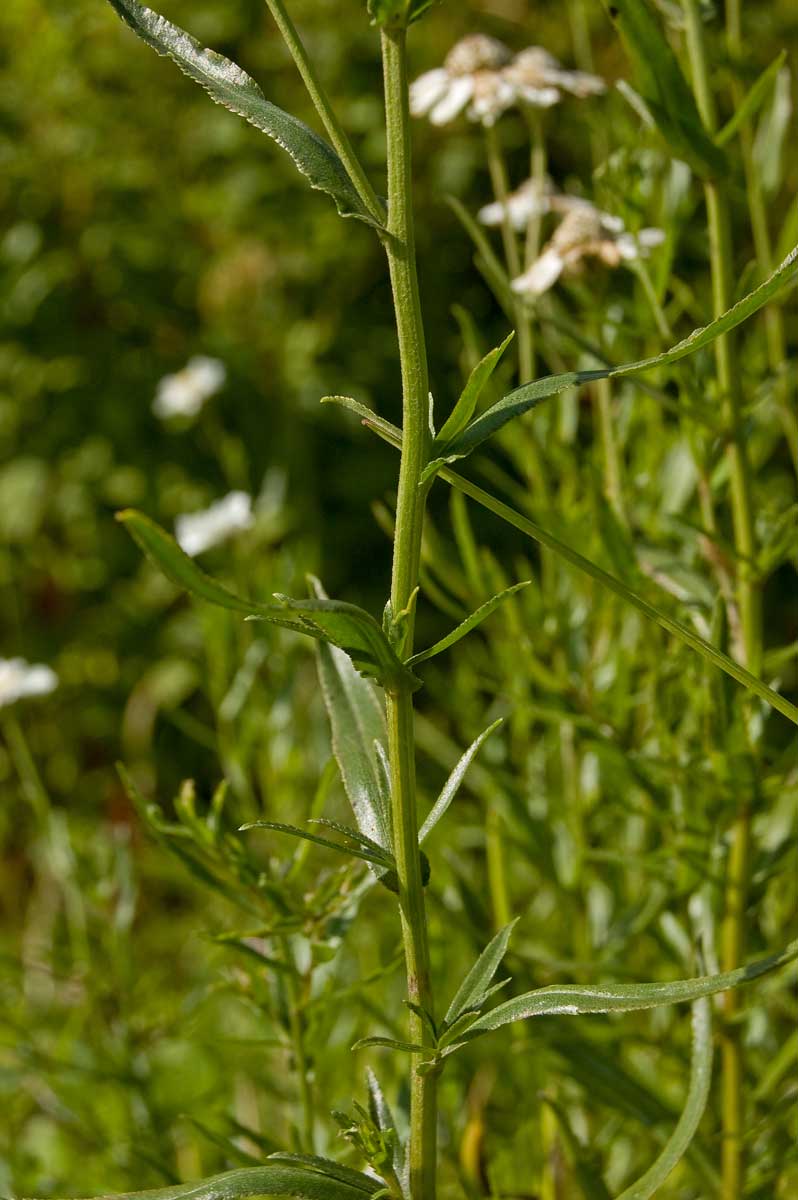 Изображение особи Achillea ptarmica.