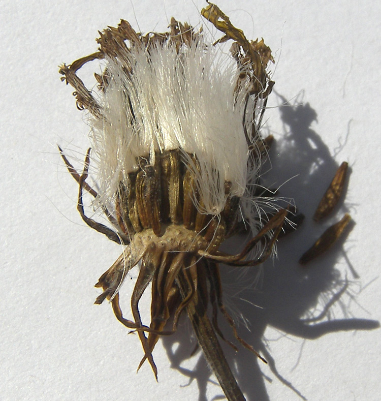 Изображение особи Tephroseris cladobotrys.