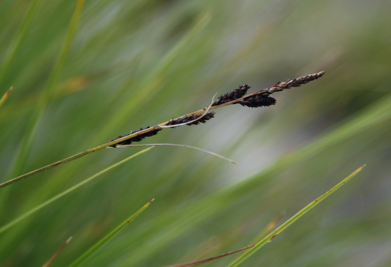 Изображение особи род Carex.