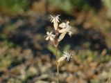 Silene turczaninovii