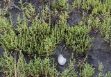 Salicornia perennans