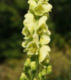 Aconitum anthoroideum