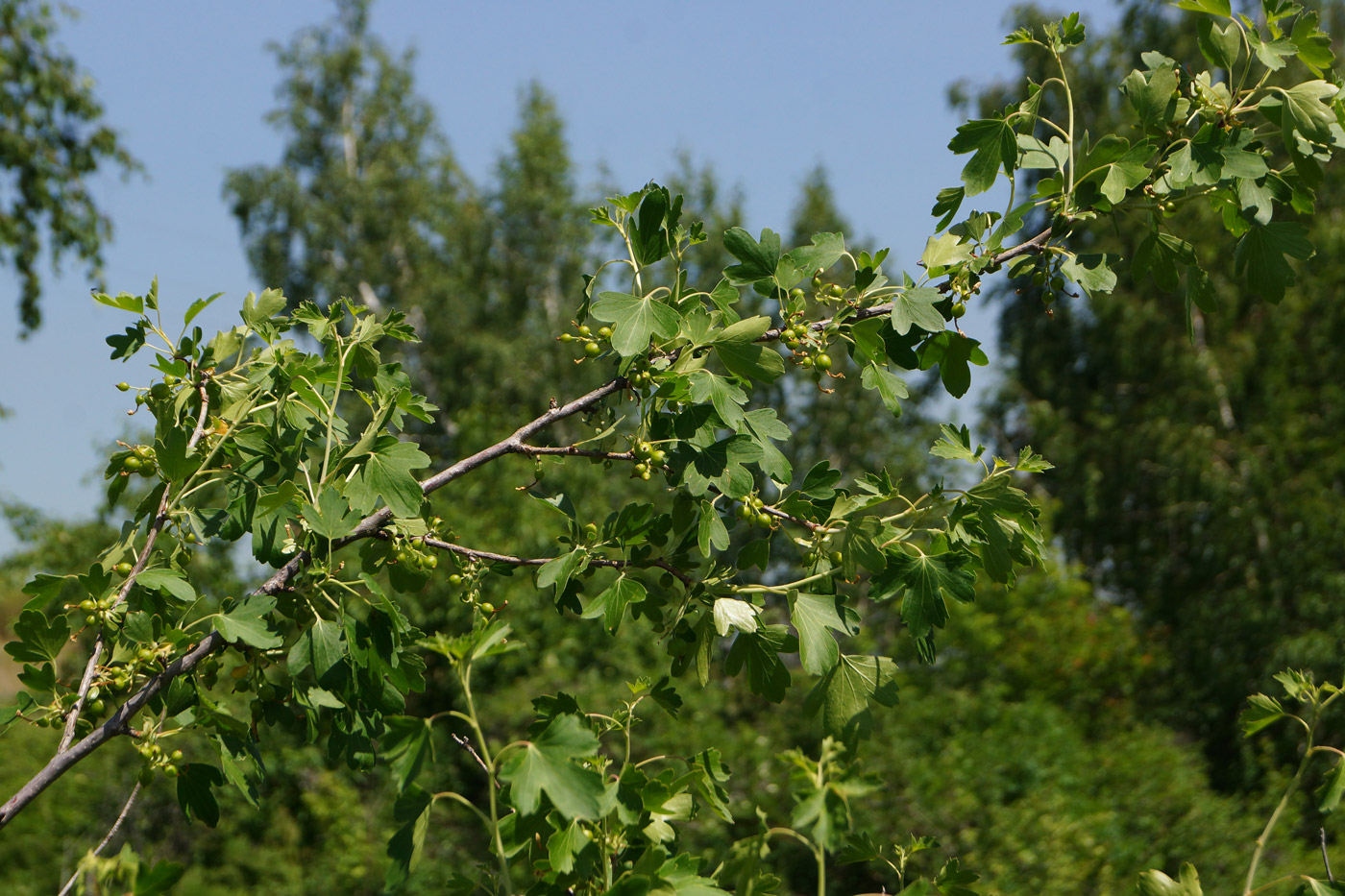 Изображение особи Ribes aureum.