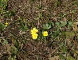 Ranunculus polyrhizos