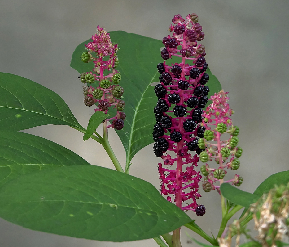 Изображение особи Phytolacca acinosa.