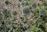 Echinops leiopolyceras. Верхушки стебля и ветвей с соцветиями. Узбекистан, Кашкадарьинская обл., Гузарский р-н, окр. Пачкамарского вдхр. 27.05.2010.