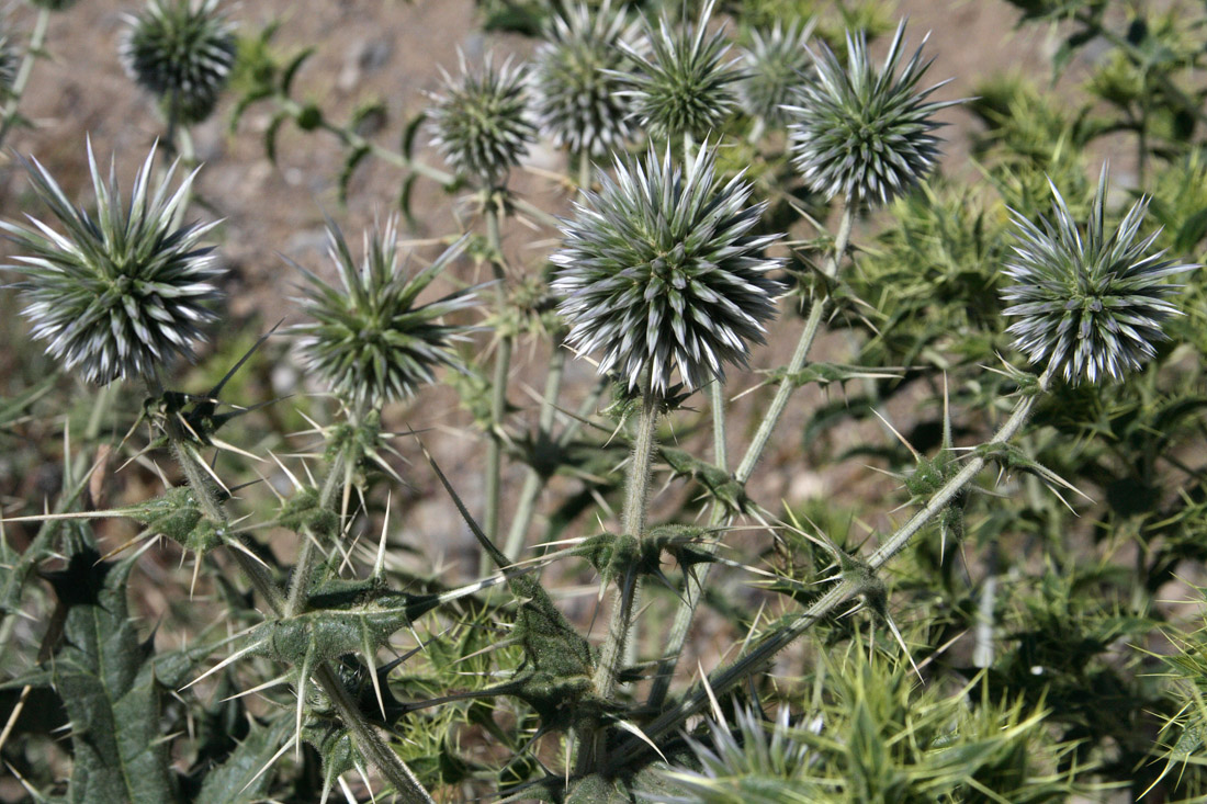 Изображение особи Echinops leiopolyceras.