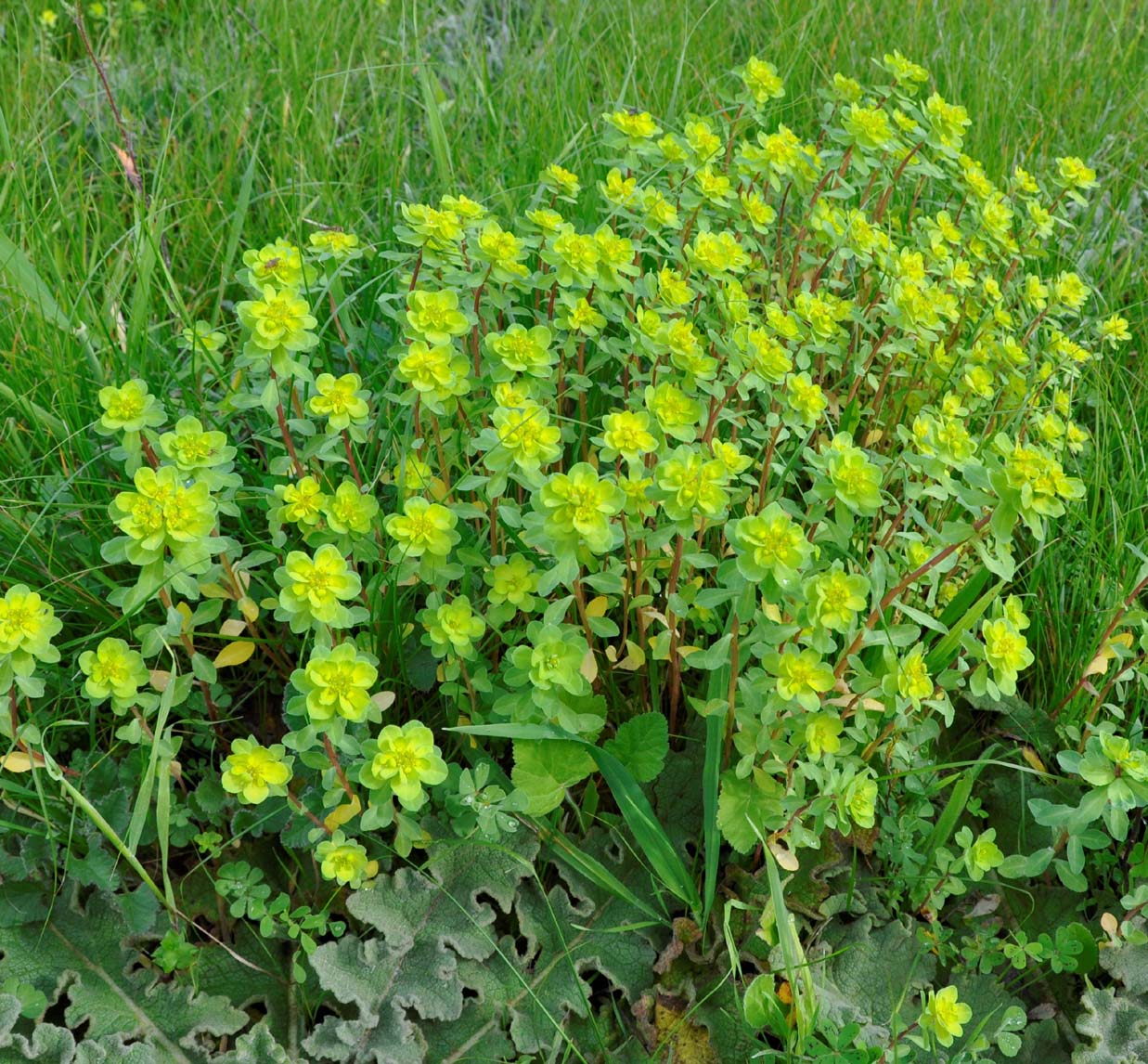 Изображение особи Euphorbia helioscopia.