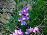 Vicia olchonensis. Соцветия. Иркутская обл., Иркутский р-н, ур. Ушканья падь, берег оз. Байкал, галечник. 30.05.2018.