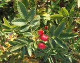 Rosa beggeriana