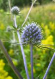 Eryngium planum