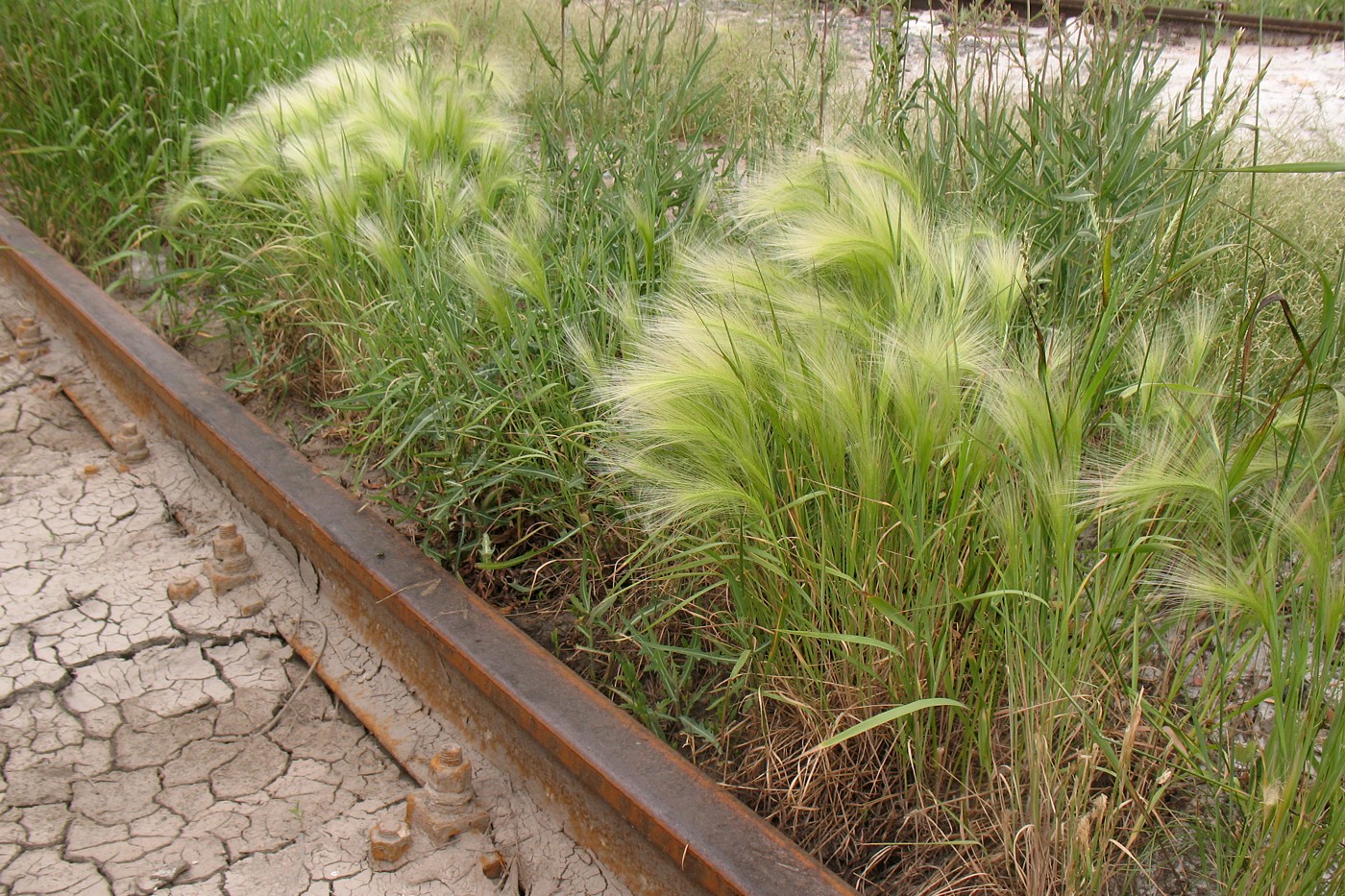 Image of Hordeum jubatum specimen.