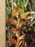 Orobanche alba подвид xanthostigma. Верхушка отцветающего соцветия. Дагестан, Табасаранский р-н, 4 км к северо-востоку от с. Дарваг, поляна в дубовом лесу. 3 июня 2019 г.