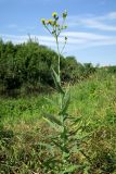 Sonchus palustris