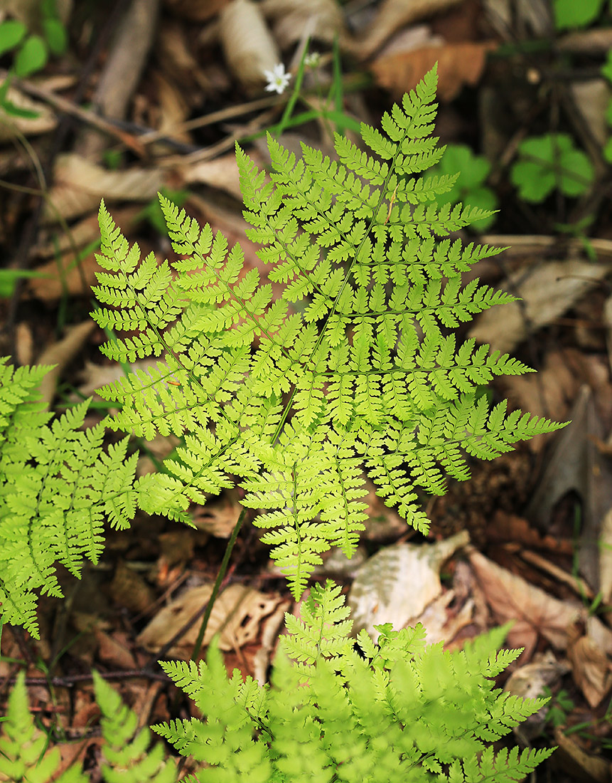 Изображение особи Dryopteris amurensis.