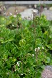 Saxifraga umbrosa. Цветущие растения. Санкт-Петербург, Приморский р-н, окр. пересечения просп. Испытателей и Гаккелевской ул., в культуре. 29.05.2020.