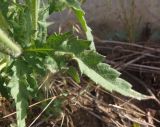 Papaver rhoeas. Лист. Украина, г. Запорожье, пос. Солнечный, Институт масличных культур, возле забора интродукционно-карантинного питомника. 11.06.2020.