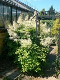 Aruncus dioicus