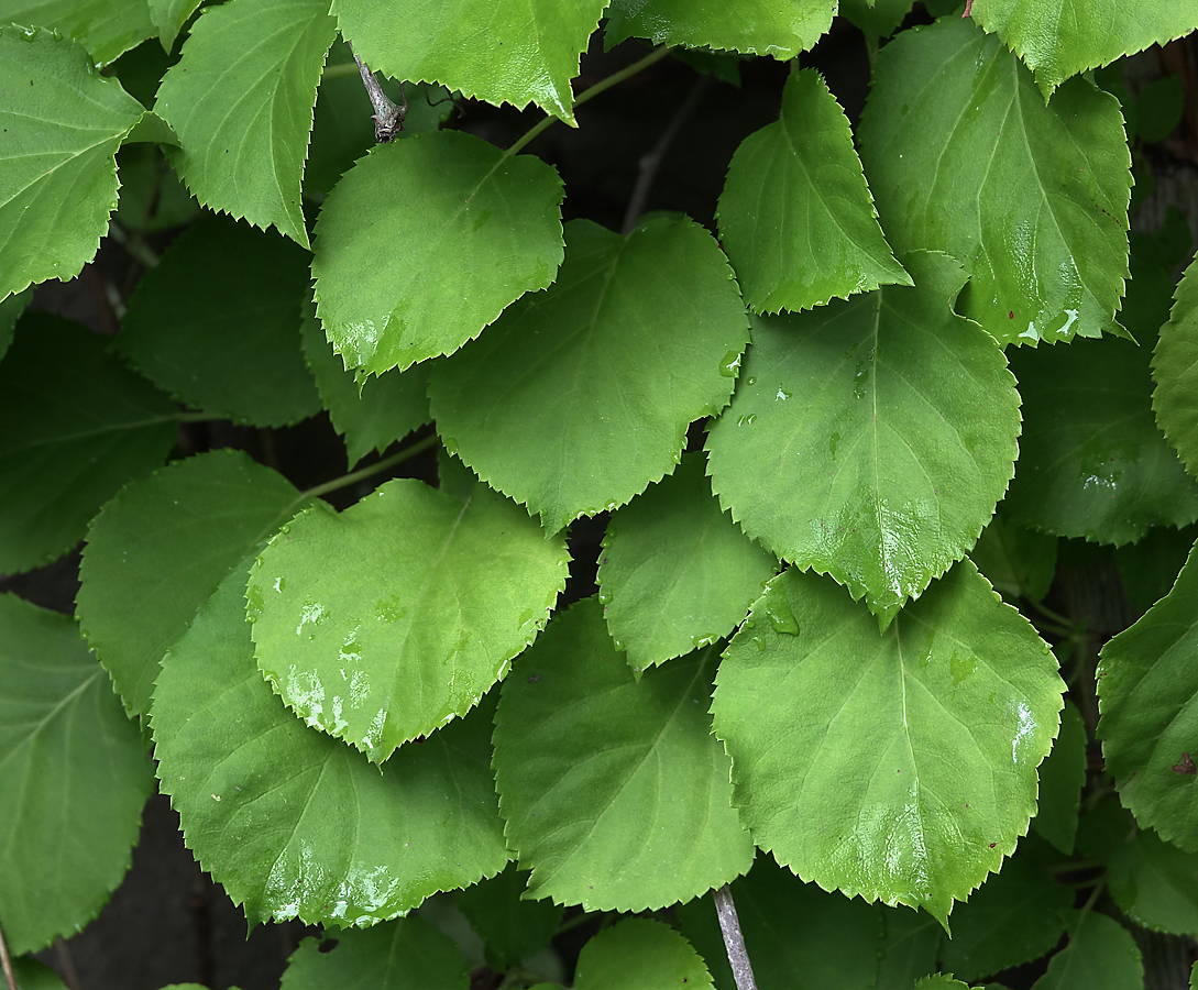 Изображение особи Hydrangea petiolaris.