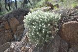 Genista подвид lanuginosa