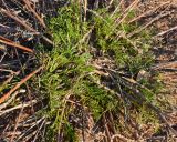 Artemisia campestris