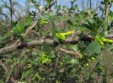 Ribes aureum