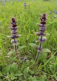 Ajuga orientalis