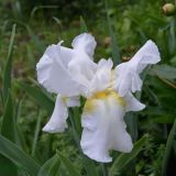 Iris &times; hybrida