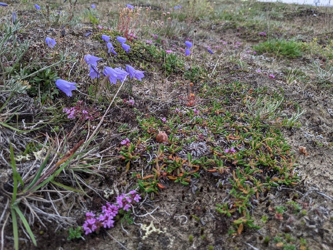 Изображение особи Campanula rotundifolia.