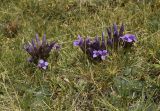 Gentianella campestris