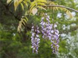 Wisteria sinensis. Верхушка веточки с соцветиями. Краснодарский край, г. Сочи, парк \"Дендрарий\", вблизи видовой площадки, в культуре. 11.05.2021.