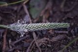 Plantago urvillei