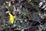 Helianthemum songaricum. Цветущее растение. Южный Казахстан, Таласский Алатау, подгорная степь, сай Унгур. 13.07.2010.