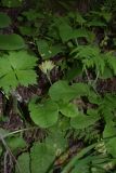 Primula macrocalyx