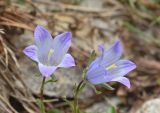 Campanula biebersteiniana