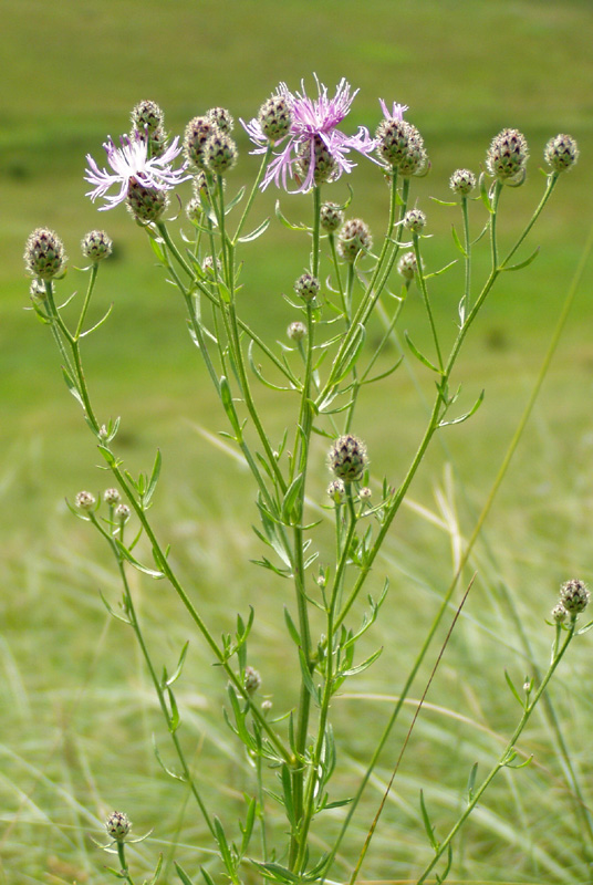 Изображение особи Centaurea stoebe.