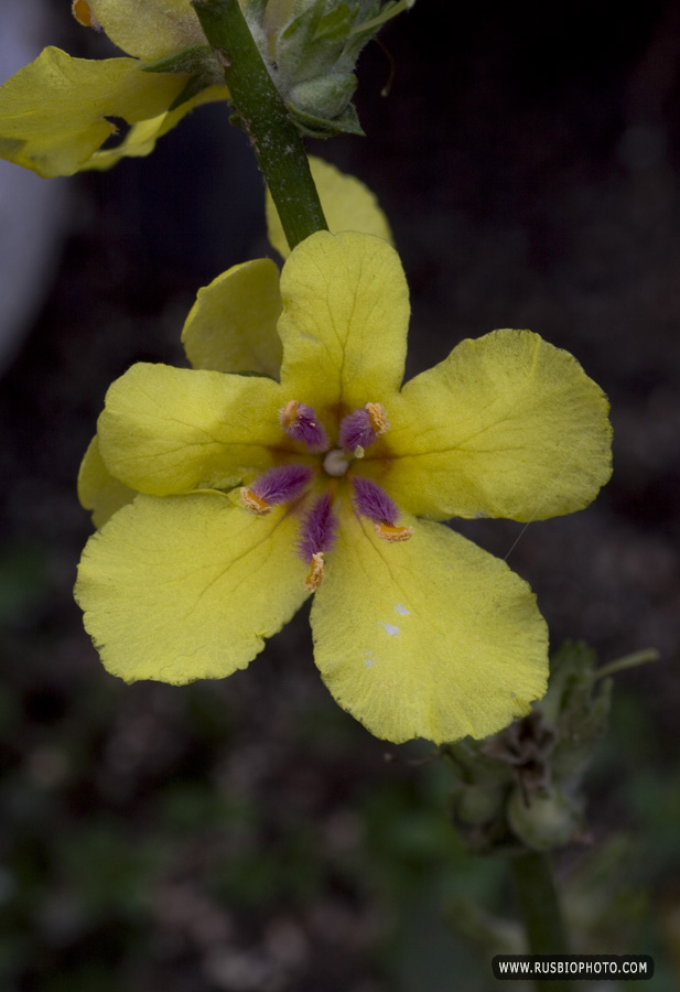Изображение особи Verbascum sinuatum.