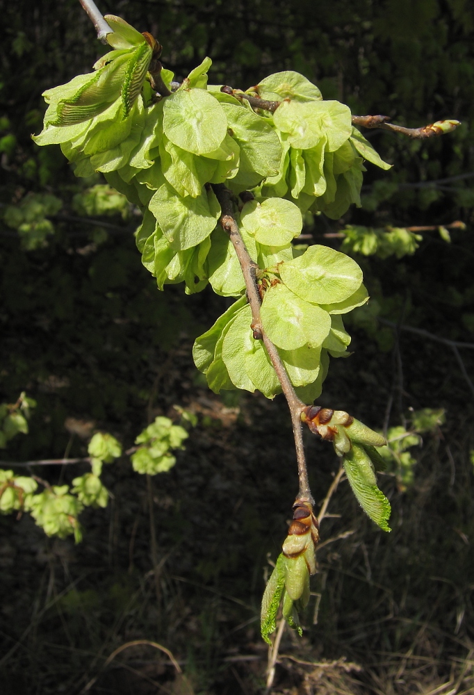 Изображение особи Ulmus pumila.