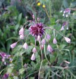 Allium oleraceum